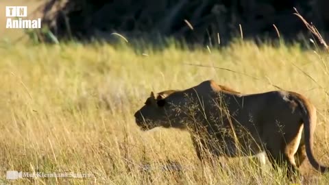 Lion vs Rhino