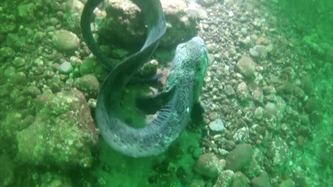 Wolf-Eel Encounter