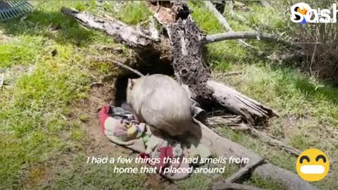 Cuddly Wombat Is Obsessed With His Stuffed Animals | The Dodo Wild Hearts