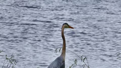 curious bird egret