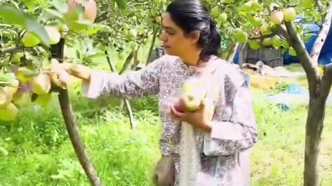 Apple Orchard in Jammu and Kashmir, India