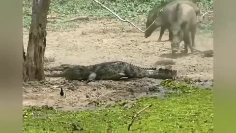 Deadliest Crocodile Attack On Cam!