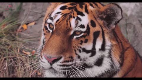 This Tiger’s Reaction After Seeing A Pregnant Woman Is The Most Incredible Thing You’ll See Today