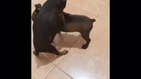 real puppies are in love