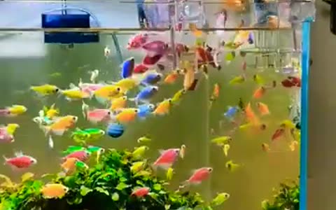 Fish aquarium