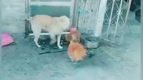 Dogs scared of Chicken ?