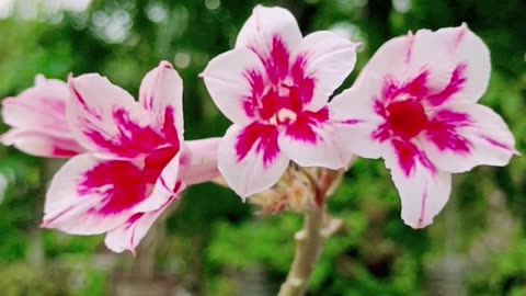 Amazing Adenium flowers🥰