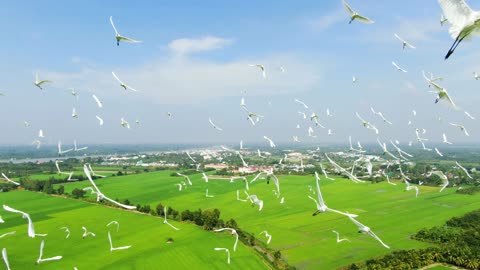 Stork flying in the sky with beautiful scenery