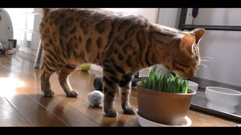 Have you ever seen a nicer animal? Timosha's Bengal cat!