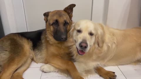 How the Golden Retriever and the German Shepherd become best friends(completion)