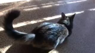 Cat vs little candy. Slowmo