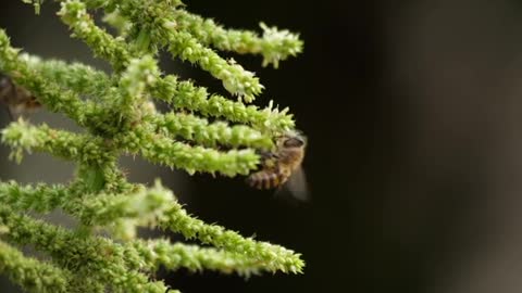 Honey bees flying around flowers