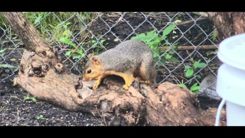 Backyard Squirrels, In The Birdfeeder