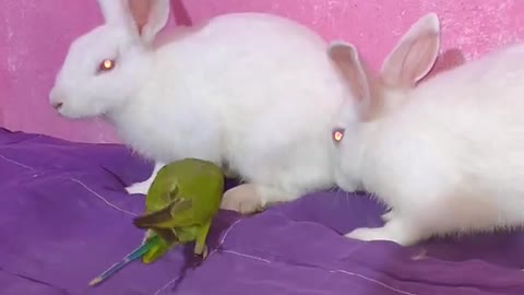 Parrot and rabbit story