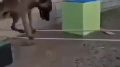 Mission Impossible Dog Style