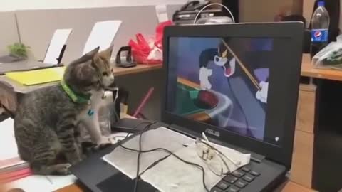 Amazing Video of Two Cats Watching Tom & Jerry