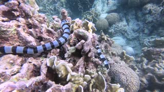 Face to Face with a Venomous Sea Snake