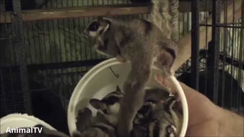 Funny sugar glider video