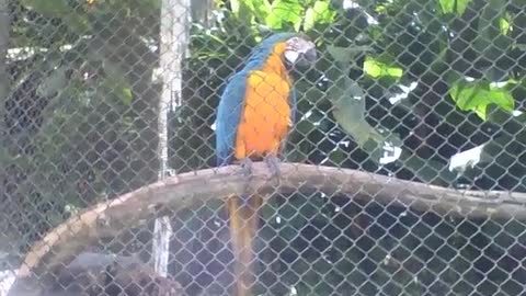 Beautiful blue macaw filmed up close in the park, it is a bird of great splendor [Nature & Animals]