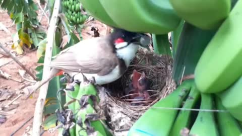 A beautiful bird has built birds nest in 🍌 bunch