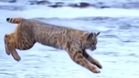 Tiger long jump slo mo