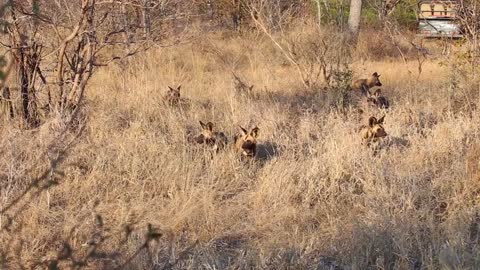 Pack of African wild dogs approach