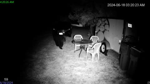 2024 06 18 Bear sighting