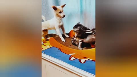 Funny Animal Video