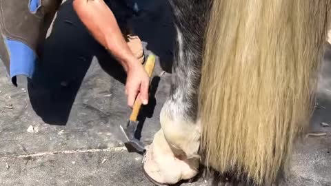 Satisfying farrier hoof restoration!