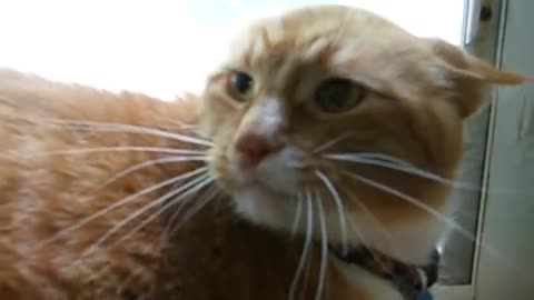 Orange Tabby Cat Mad when kitten moves in house