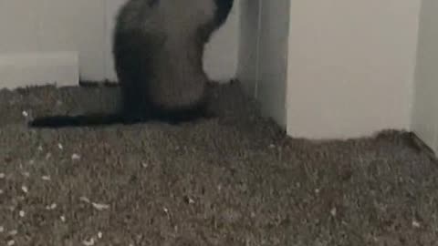 Kyle the ferret chases his toy ball