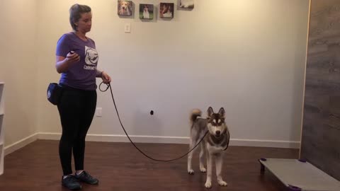 DOG TRAINING #29: HOW TO START TRAINING ANY DOG