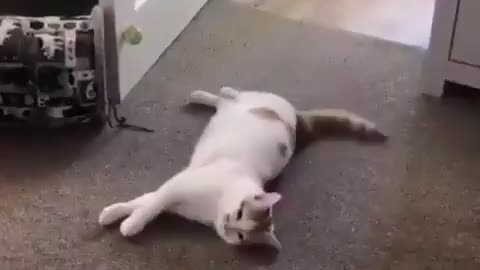 Dramatic Flop