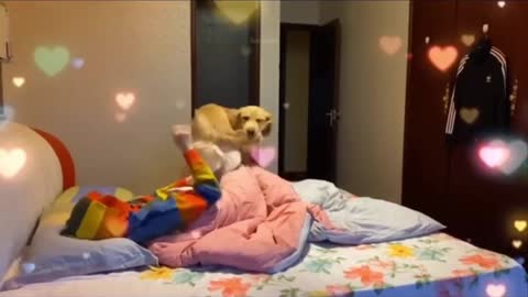 Baby Dogs - Cute and Funny Dog Videos Compilation