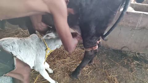 cow calf drinking milk first time