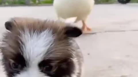 Dog playing with Duck