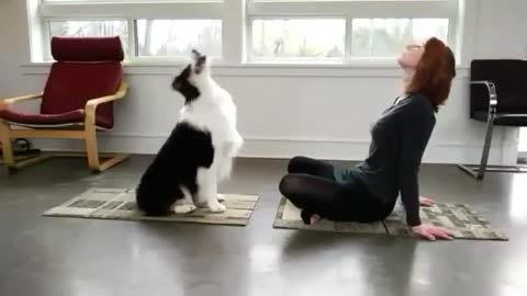 Dog Is Doing Yoga With His Owner | The Yoga Dog