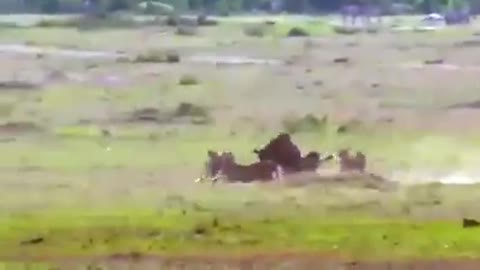 five cheetas Vs wildebeest - cheetah in the wild -best kill of wild animals