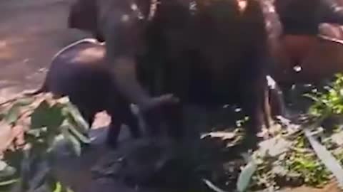 Baby Elephant's Family Comes Charing In To Thank Rescuers