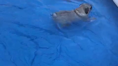 PUG Swimming FUNNY