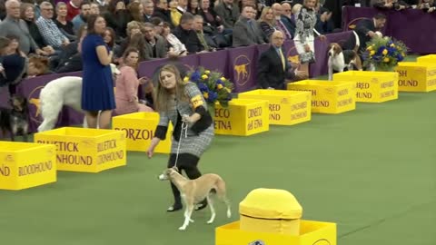 Group judging for the Hound Group at the 2019 Westminster Kennel Club Dog Show