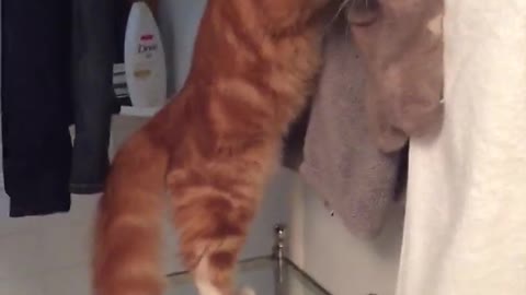 Gato tiene extraña fascinación por las medias