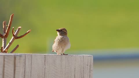 Sparrow Bird Jumping