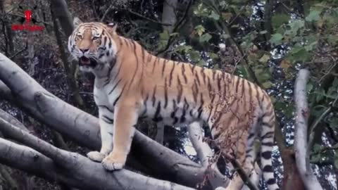 Tiger Attack Man in Forest - Fun Made Movie by Wil_batch