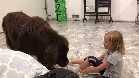 Nanny dog pulls girl around by her sock