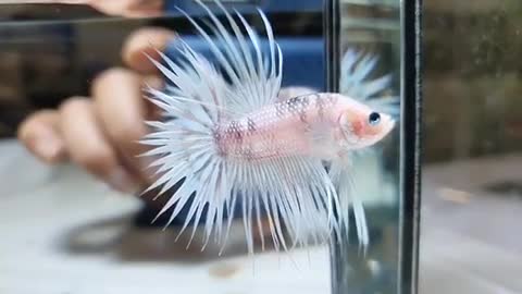 Crown Betta fish