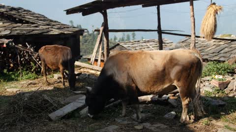 Cows grazing in the yard of an Indian village, Himachal Pradesh, Kullu Valley