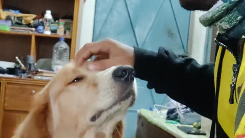 Handsome Golden Retriever Puppy Asks for More Cuddles