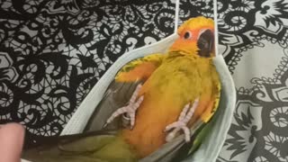 Sun Conure in a Facemask