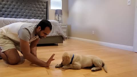 Labrador Puppy gets trained to learn and perform new tricks